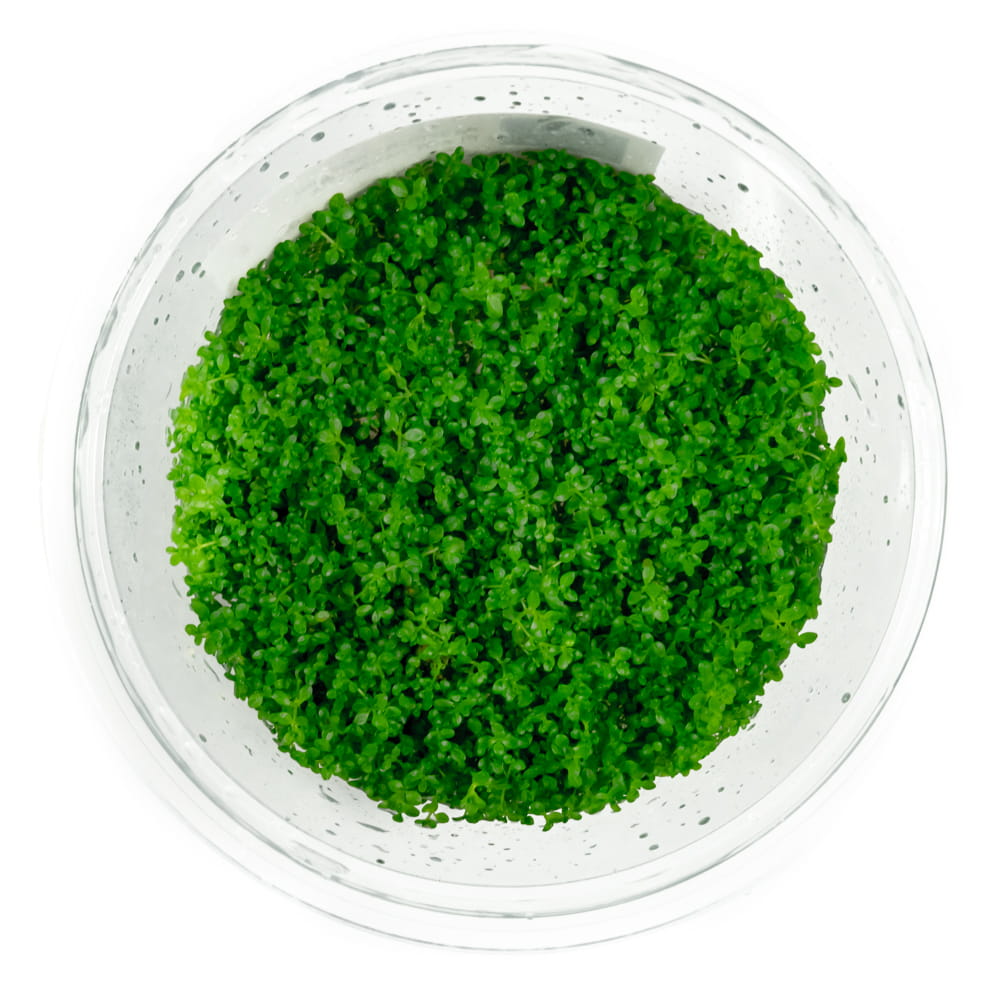 Hemianthus callitrichoides Cuba KUBEK 10cm in vitro